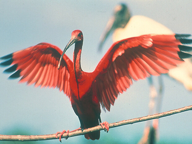 scarlet ibis opening its wings 